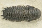 Crotalocephalina Trilobite Fossil - Atchana, Morocco #229649-1